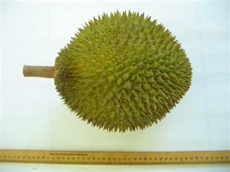 Anim Agro Technology: DURIAN D24