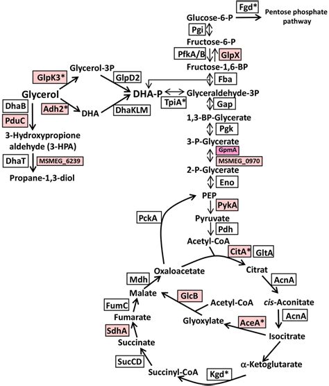 Schematics of the glycerol catabolism, glycolysis, TCA cycle ...