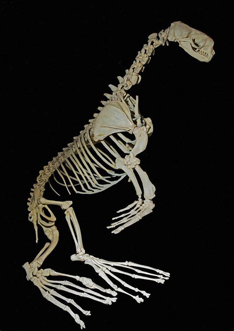 Skeleton Of Fur Seal Photograph by Millard H. Sharp - Pixels