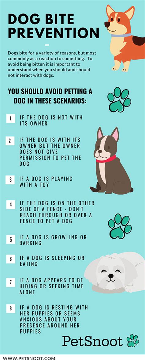 How to Prevent a Dog Bite | PetSnoot