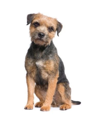 Border Terrier Grooming in Barrie, Ontario | Doogans Pet Centre