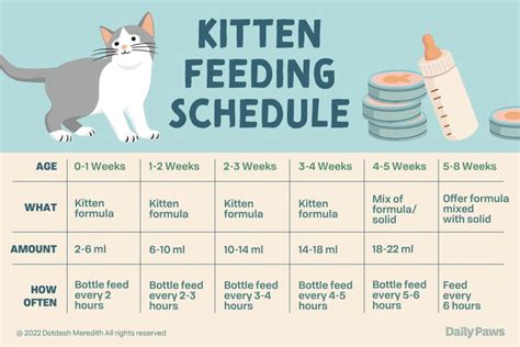 How to Use Kitten Formula to Bottle Feed a Kitten