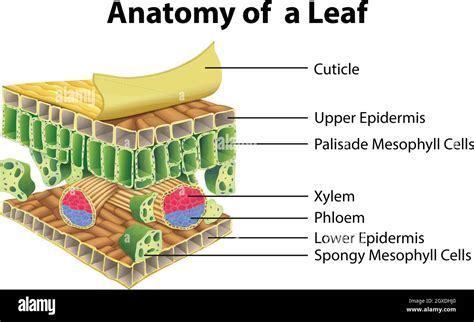 Parts Of A Leaf Diagram