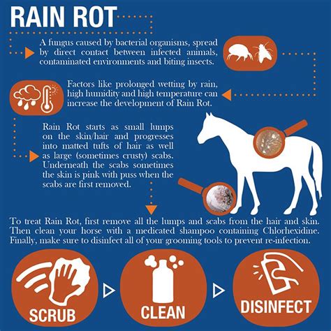 Battle Rain Rot | Fly On Over | Horse grooming, Healthy horses, Horse facts