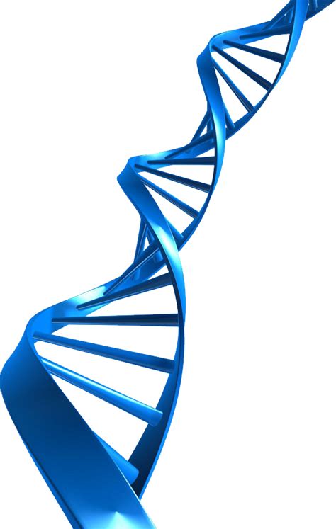 DNA PNG transparent image download, size: 597x941px