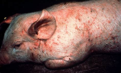 Do Pigs Carry Diseases? | Pet Pig World