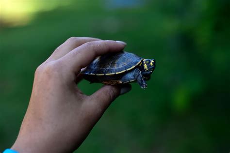 Protecting River Turtles From Potential Extinction - Amazon ...