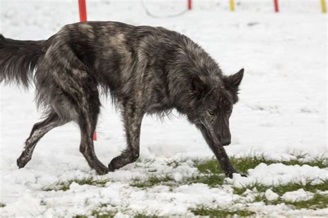 Discover Dutch Shepherd Colors and Markings - A-Z Animals