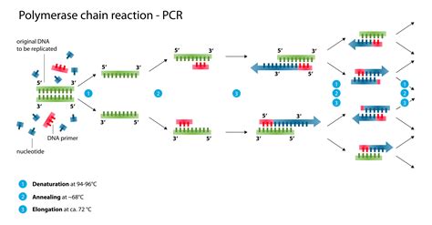 Polymerase Chain Reaction (PCR): Steps, Types and Applications ...