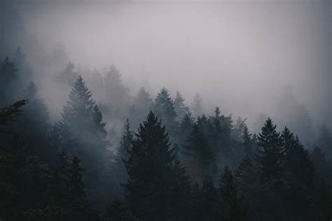 Aesthetic Foggy Forest Wallpapers - Wallpaper Cave