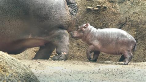 Cute baby hippo Fritz explores Cincinnati Zoo habitat for first time