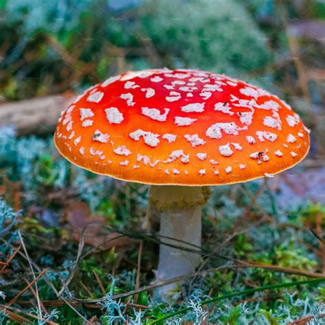 Amanita Muscaria poisonous mushroom | Stock Photos ~ Creative Market