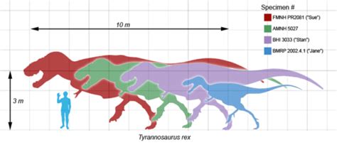 Allosaurus vs Tyrannosaurus - Difference and Comparison | Diffen