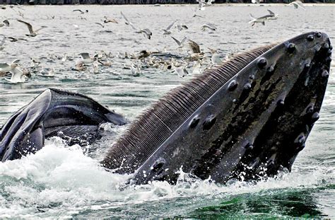 Humpback Whale Research In Alaska | NOAA Fisheries