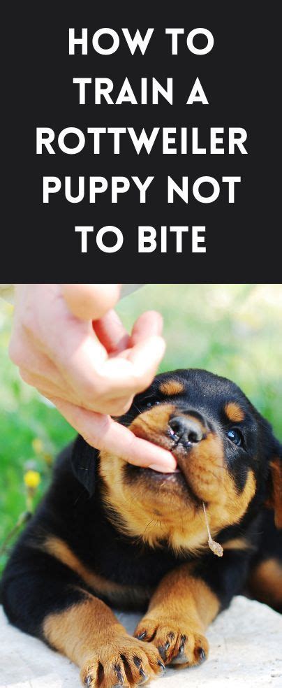 a puppy being petted by its owner with the words how to train a ...