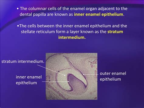 PPT - DEVELOPMENT OF TEETH, and ASSOCIATED STRUCTURES PowerPoint ...