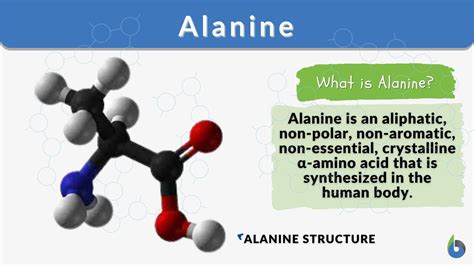 Alanine - Definition and Examples - Biology Online Dictionary