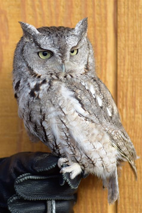 Museum Minute: Monte, The Eastern Screech Owl - Raptor Experience