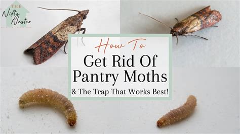 How To Get Rid Of Pantry Moths | Indian Meal Moth Traps That Work - YouTube