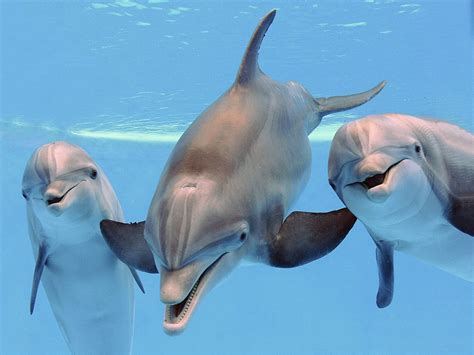 Dolphins: Characteristics, types, habitat, and more