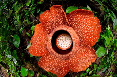 What’s on Your Botanical Bucket List? | Science | Smithsonian