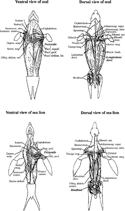 Skeletal muscle anatomy of seals and sea lions. Biopsy samples of ...