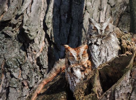 Screech Owl camouflage – My Bird of the Day