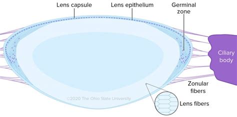 The Lens – Veterinary Histology