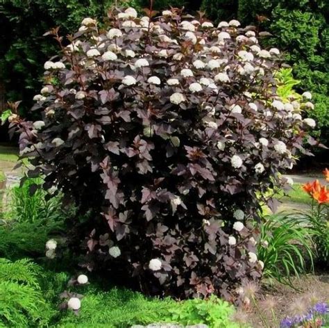 How to Grow & Care for Diablo Ninebark (Physocarpus Opulifolius Diablo)