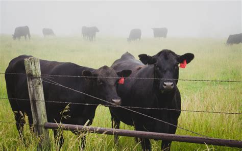 Black Angus Cattle - The Ribeye Chef