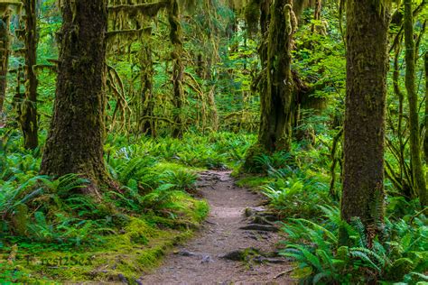 画像をダウンロード river forest landscapes 244318-River forest landscape