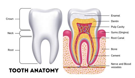 Tooth anatomy vector dental infographics By Microvector | TheHungryJPEG