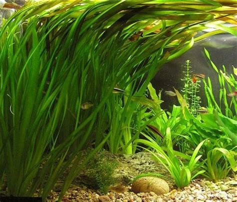 Jual VALLISNERIA SP STEM PLANT AQUASCAPE TANAMAN AIR di lapak UD MAKMUR ...