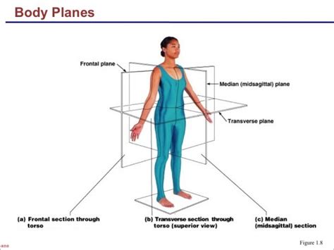 Body Planes Diagram