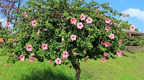 Is The Hibiscus a Shrub, Tree, or Other Type of Plant?