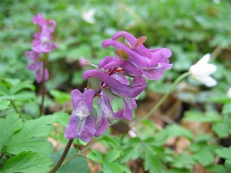 Corydalis - Alchetron, The Free Social Encyclopedia