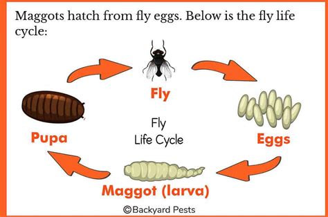 The Time I Had Maggots – What Maggots Are And How To Kill Them ...