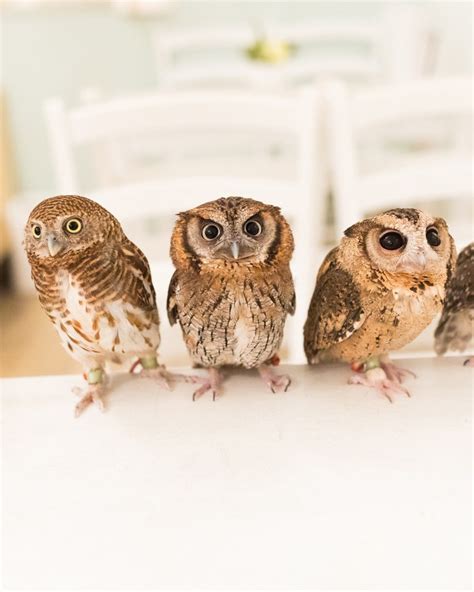 Akiba Fukurou Owl Cafe, Tokyo, Japan - Cafe Review - Condé Nast Traveler