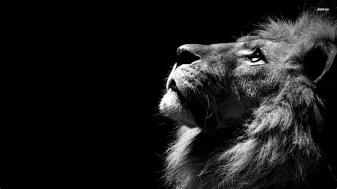 Lion Roaring 4K Ultra HD Wallpapers - Top Free Lion Roaring 4K Ultra HD ...