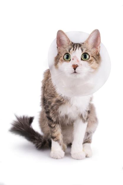 Premium Photo | Cute cat wearing a cone collar on a white background ...