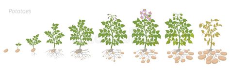 Potato Plant Growth Cycle Stock Illustrations – 78 Potato Plant Growth ...