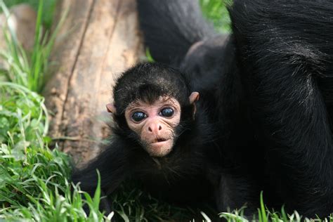 baby spider monkey - Reston Zoo | Tom | Flickr