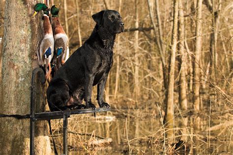 America's Duck Dog: The Labrador Retriever - Wildfowl