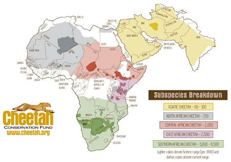 The distribution of cheetah subspecies - Vivid Maps