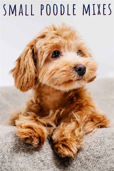 Small Poodle Mixes - 22 Adorable, Curly Poodle Mix Dogs