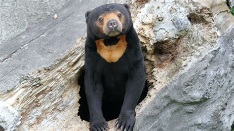 Sun Bear Fact Sheet | Blog | Nature | PBS