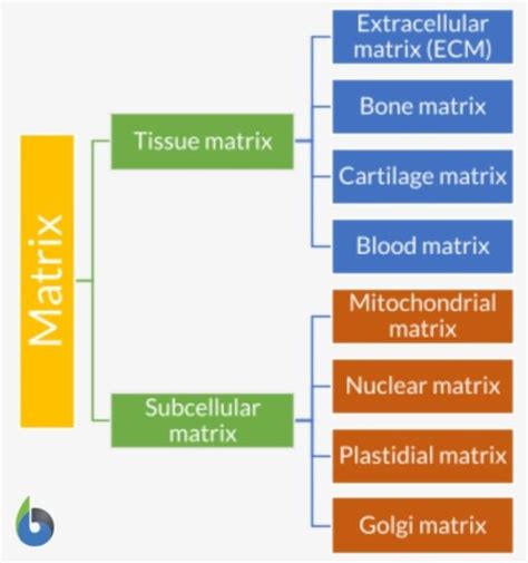 Matrix - Definition and Examples - Biology Online Dictionary