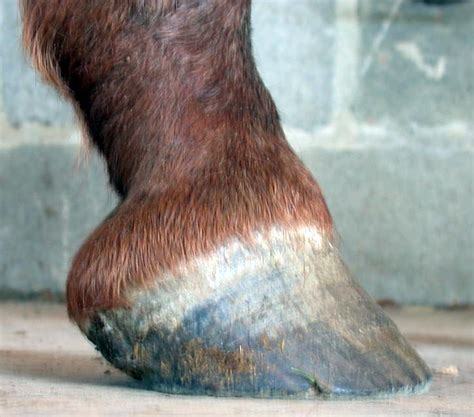 Ringbone – Barefoot Hoofcare