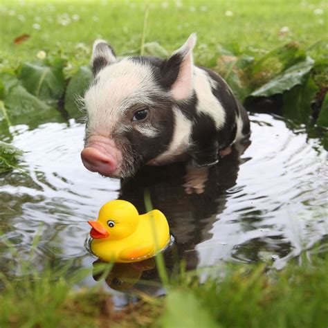 12 Adorable Photos Of Teacup Pigs