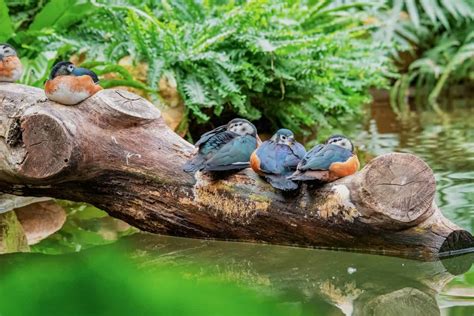 Meet the African Pygmy Goose, the Smallest Waterfowl in the World - A-Z ...